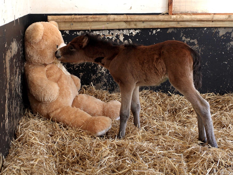 Image: Breeze the foal with Button the teddy bear