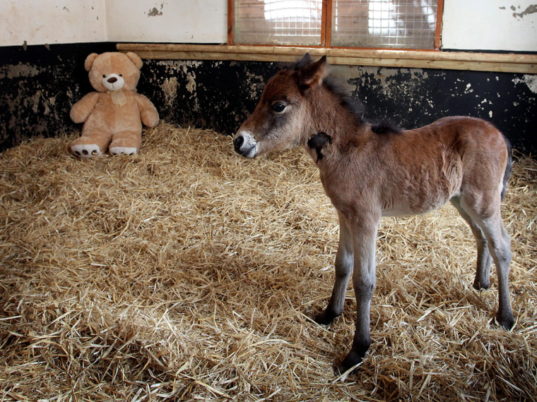 Image: Breeze the foal and Button the teddy bear