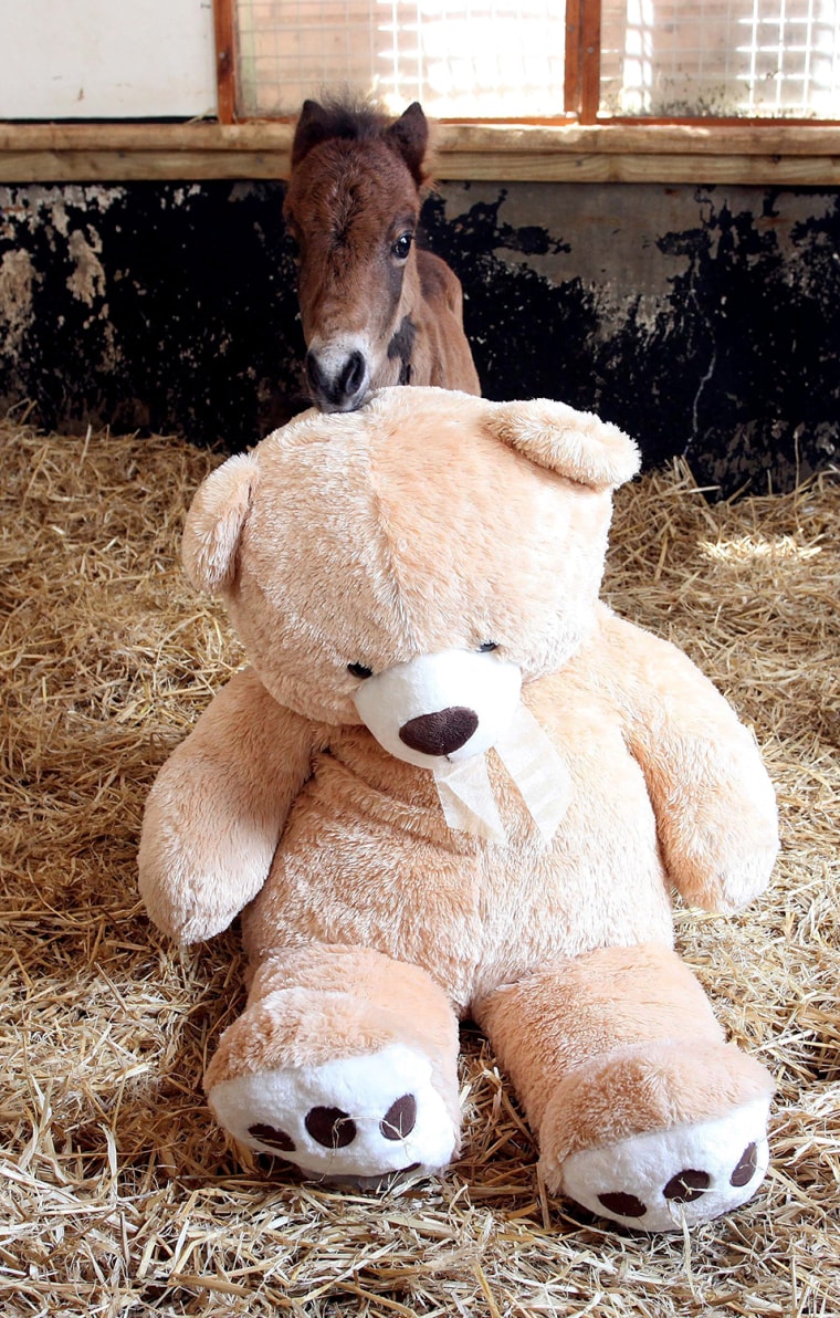 Image: Breeze the foal with Button the teddy bear