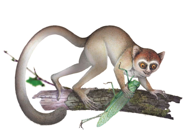 An artist's conception shows Archicebus achilles as it may have appeared 55 million years ago.
