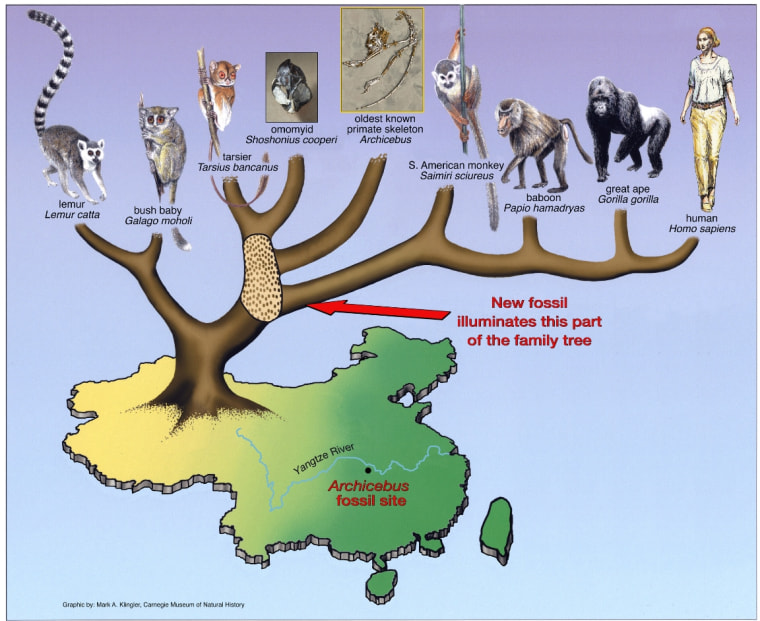 This illustration shows where Archicebus fits on the primate family tree. Click on the image for a larger version.