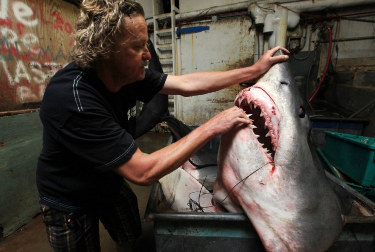 Massive shark caught off California coast could be record
