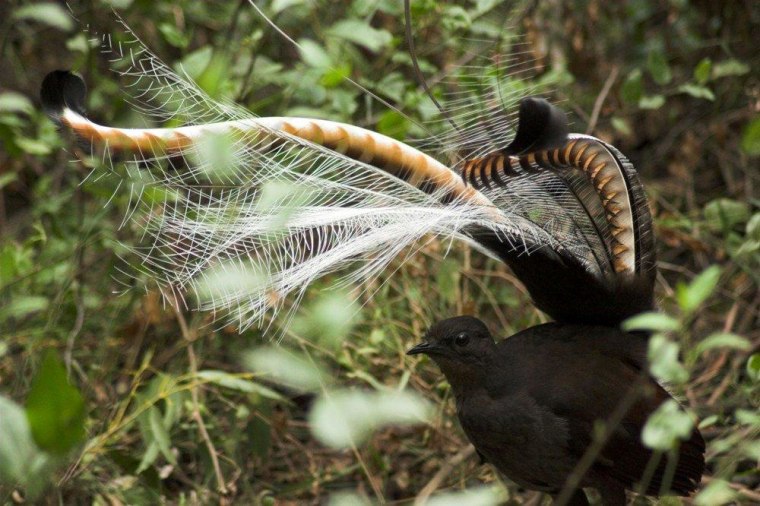 During their mating songs, male superb lyrebirds invert their tail over their head.
