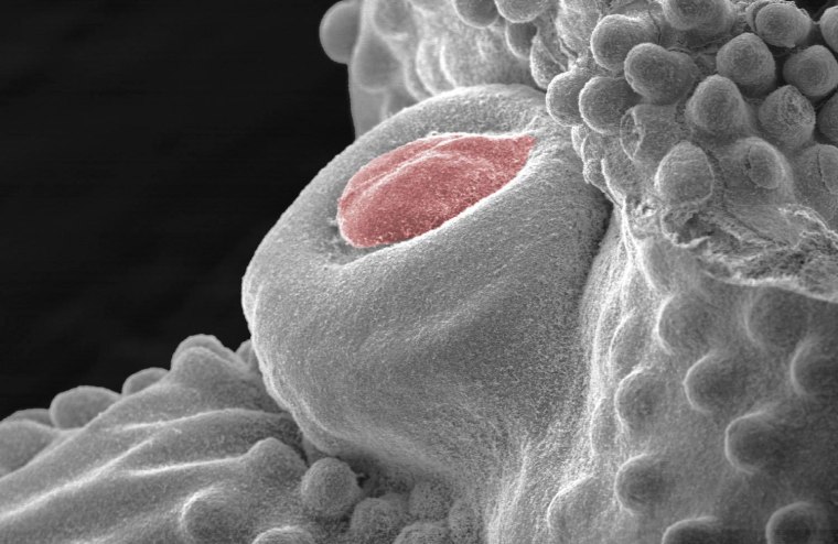 A scanning microscope image of the chick penis, colored red, before it shrinks.