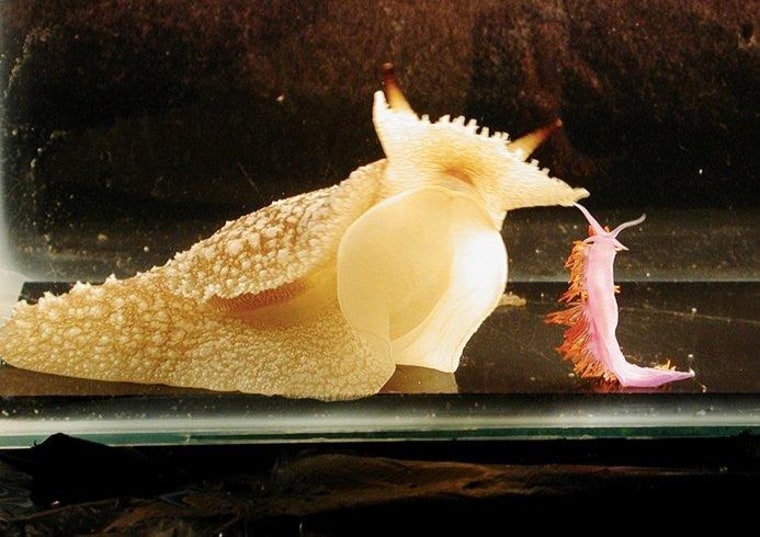 No thanks! The predatory sea slug Pleurobranchaea californica learns to avoid the colorful sea slug Flabellina iodinea after one mouthful of the latter's stinging cells.