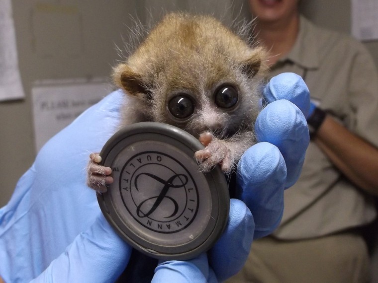 One of the baby slow lorises.