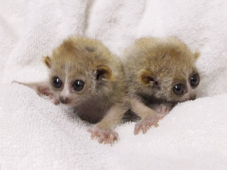 Twin pygmy slow lorises