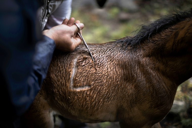 Men mark a wild colt during the Shearing of the Beasts in Mougas, June 9.