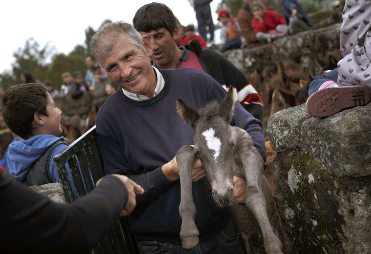 Men grab a wild colt during the Shearing of the Beasts on June 9.