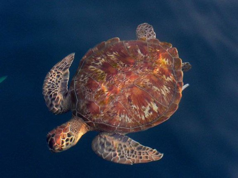 A loggerhead sea turtle swimming in the waters off the coast of Israel.