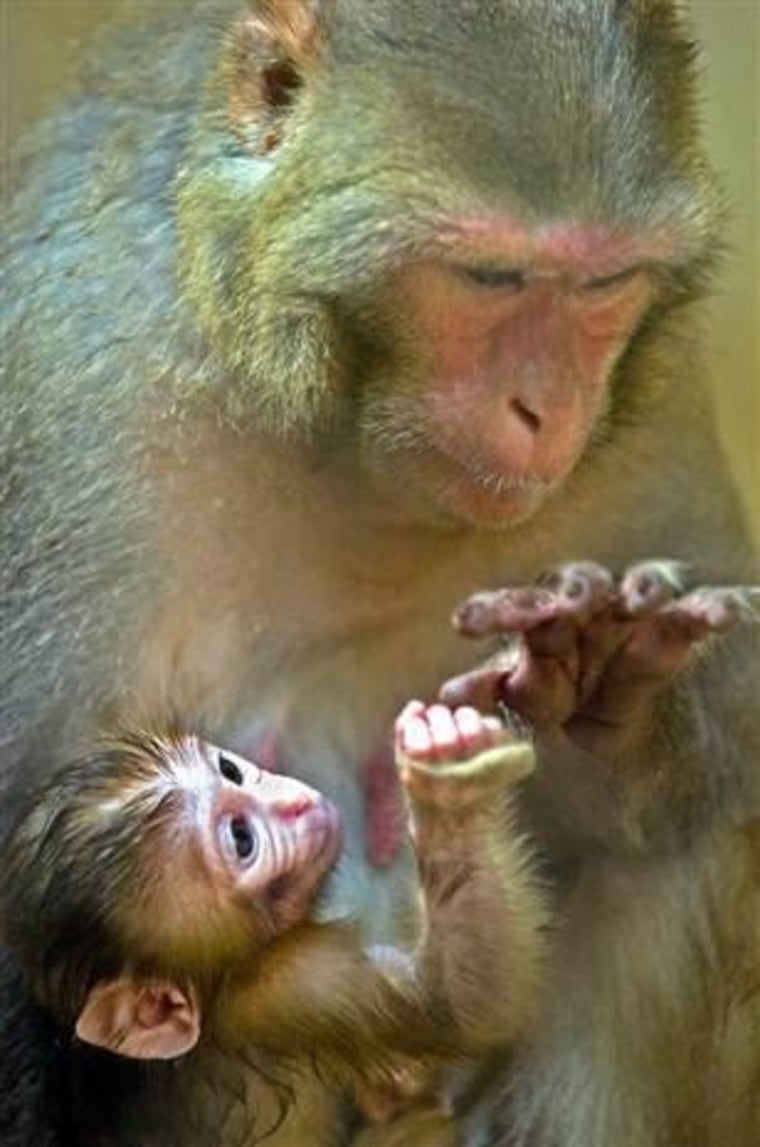 A baby macaque monkey plays with her mother's digits in a Bulgarian zoo. Macaques may or may not grasp what other macaques are thinking, but they can predict other monkey behavior, studies have shown..