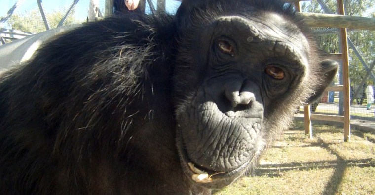 Thirty-year-old Rosie, one of the chimps at the Texas Biomedical Research Institute in San Antonio, was born in a lab and has spent most of her life as a research subject.