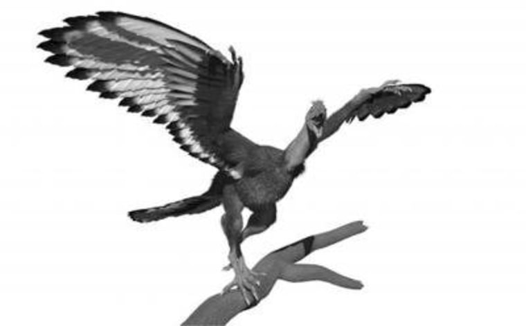 Researchers say the mysterious dino-bird Archaeopteryx probably sported light-and-dark patterned plumage, as illustrated here.