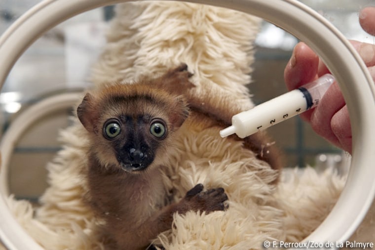 Baby blue-eyed lemur.