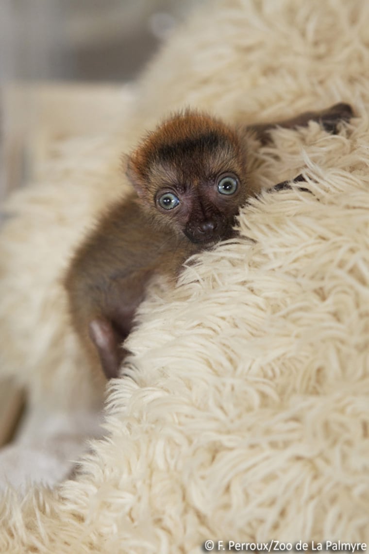 blue-eyed lemur