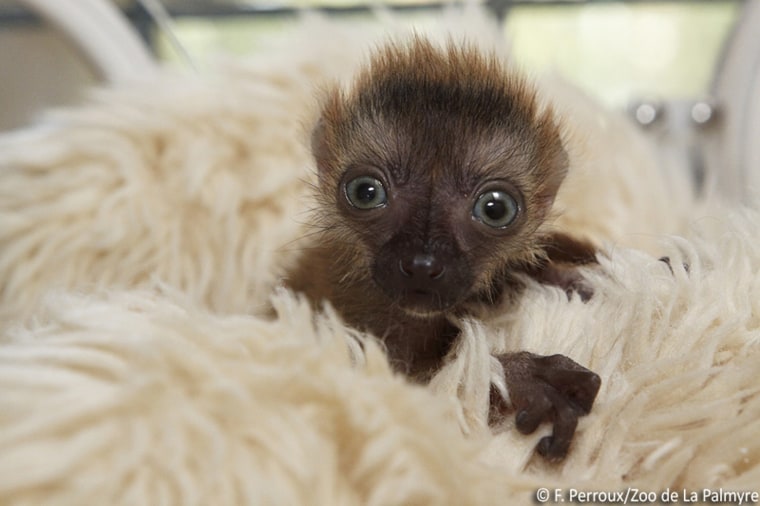 blue-eyed lemur