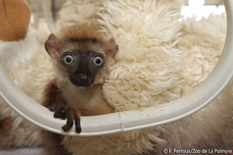 blue-eyed lemur