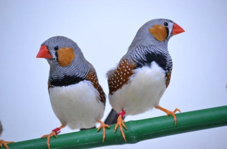 Singing zebra finch brothers created a new song based on the signature song of their dad.