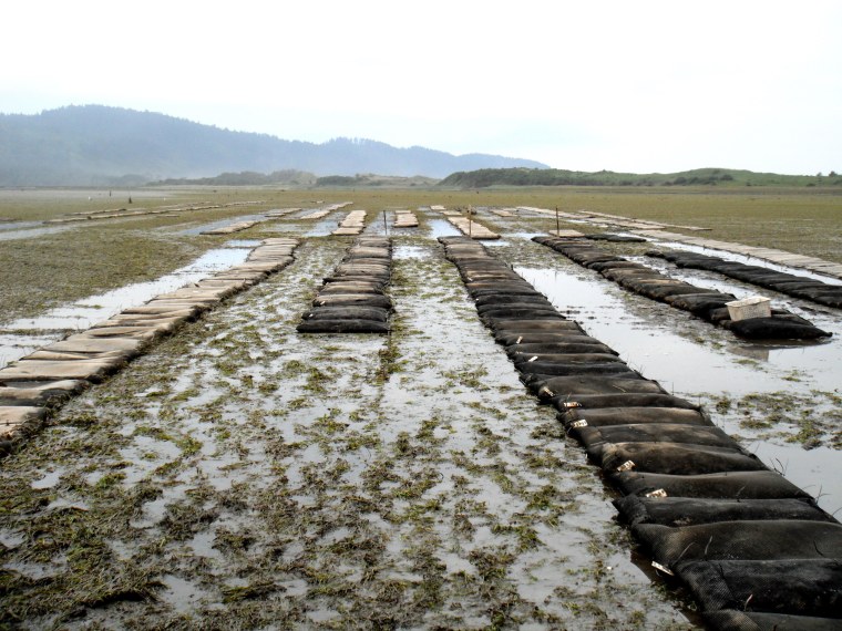 Research site in Netarts Bay, Oregon, at low tide; rows of bags contain seed oysters.