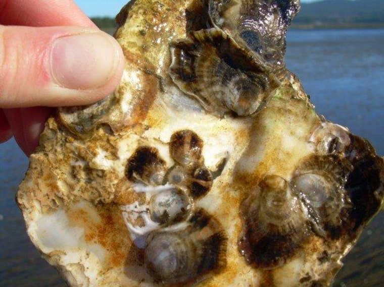Oysters at hatcheries in Oregon are showing the effects of ocean acidification.