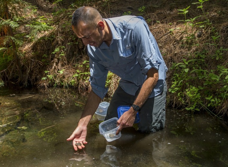 Researcher Frank Santana stands in Indian Creek preparing to release young, endangered mountain yellow-legged frogs.