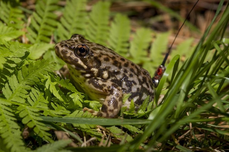 What's endangering amphibians?