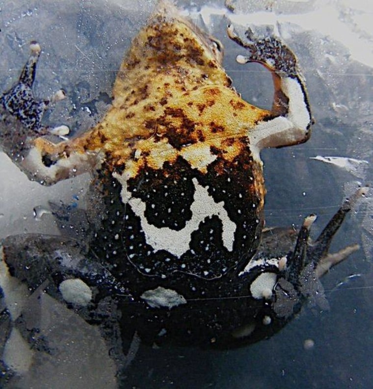 The population of Darwin's frogs appears to be in serious trouble in Chile.