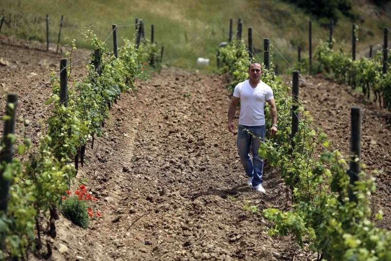 Francesco Papa, a prisoner on penal colony, walks between rows of grapevines in winemaker Marquise Lamberto Frescobaldi's vineyard on Gorgona island on June 11, 2013.