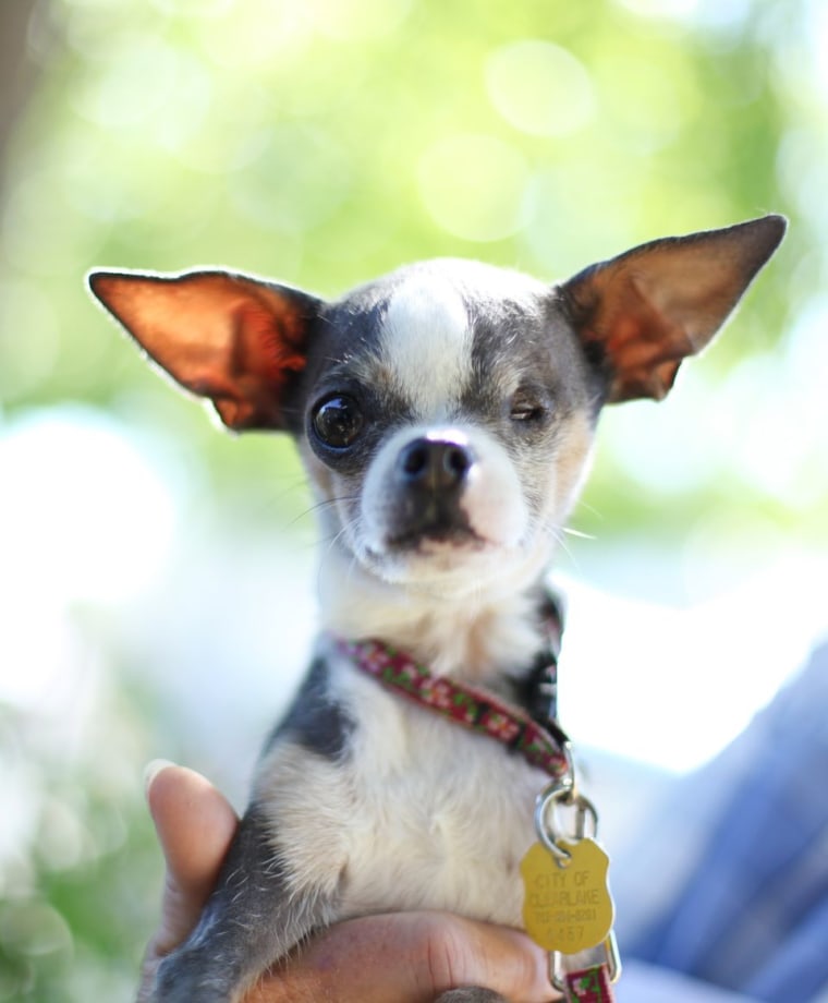 Photos courtesy of the World’s Ugliest Dog ® Contest, Sonoma-Marin Fair, Petaluma, California