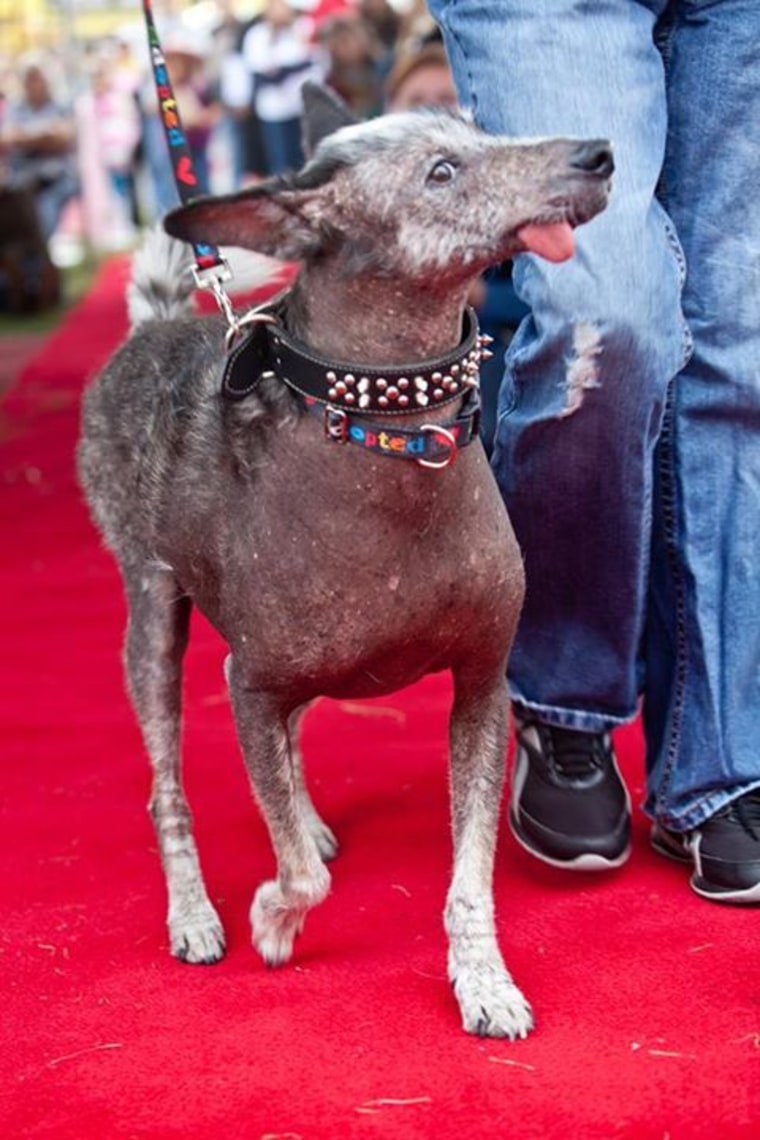 Photos courtesy of the World’s Ugliest Dog ® Contest, Sonoma-Marin Fair, Petaluma, California