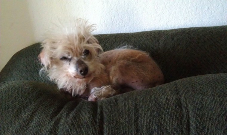 Photos courtesy of the World’s Ugliest Dog ® Contest, Sonoma-Marin Fair, Petaluma, California