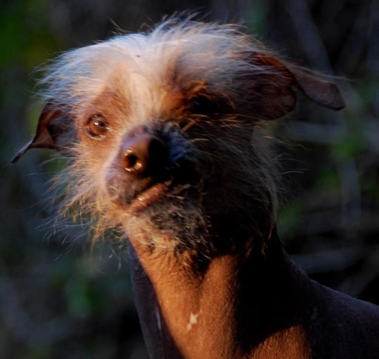 Photos courtesy of the World’s Ugliest Dog ® Contest, Sonoma-Marin Fair, Petaluma, California