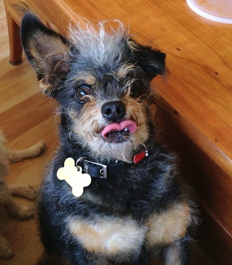 Photos courtesy of the World’s Ugliest Dog ® Contest, Sonoma-Marin Fair, Petaluma, California