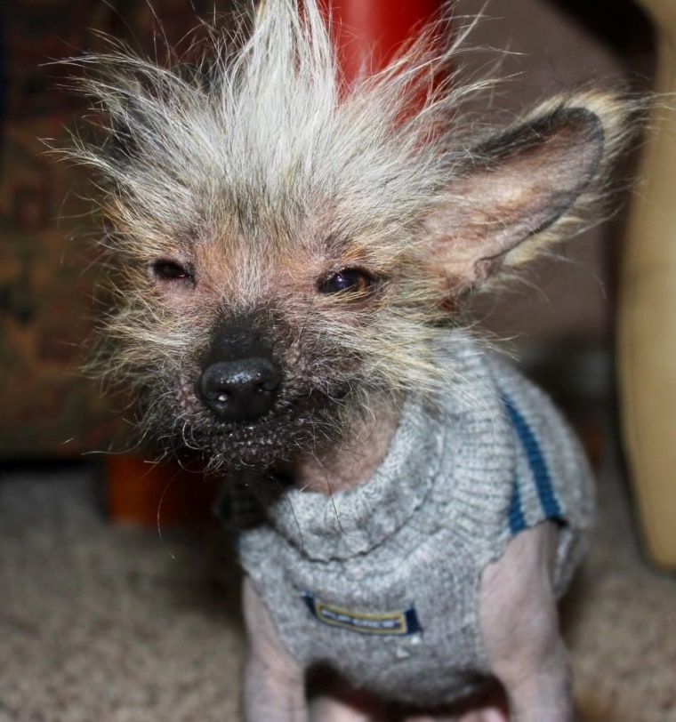 Photos courtesy of the World’s Ugliest Dog ® Contest, Sonoma-Marin Fair, Petaluma, California