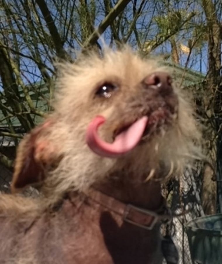 Photos courtesy of the World’s Ugliest Dog ® Contest, Sonoma-Marin Fair, Petaluma, California