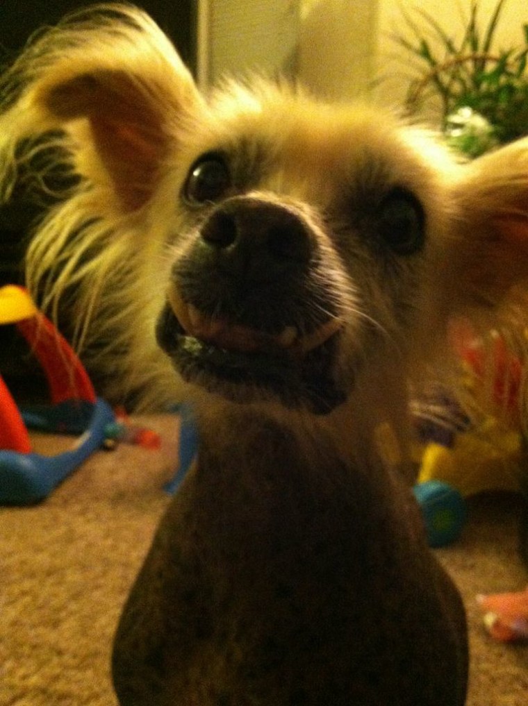 Photos courtesy of the World’s Ugliest Dog ® Contest, Sonoma-Marin Fair, Petaluma, California