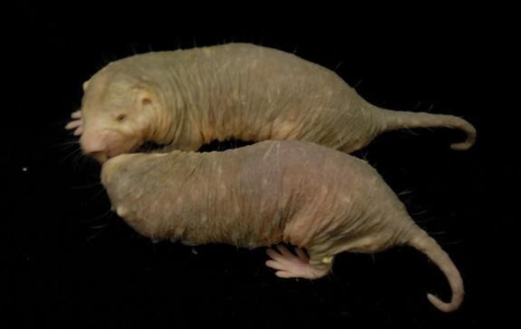 Naked mole rats are small, hairless, subterranean rodents that have never been known to get cancer.