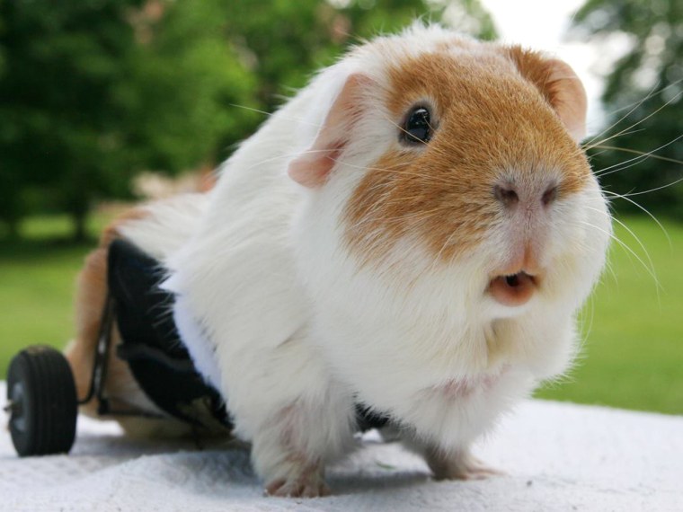 Benny, a paralyzed piggy who's getting around just fine with his wheels. — with Sandra Landry in Wellesley, MA.