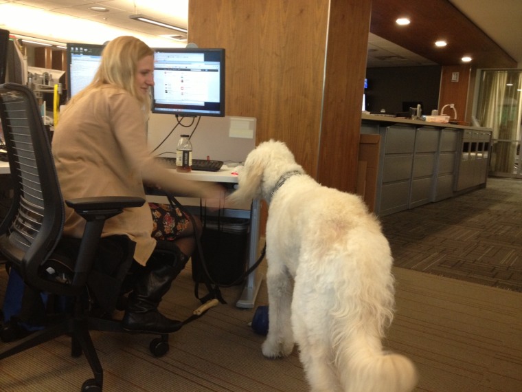 Image: Oliver, an 18-month-old Goldendoodle