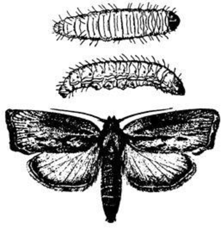 Moth found to have ultrasonic hearing