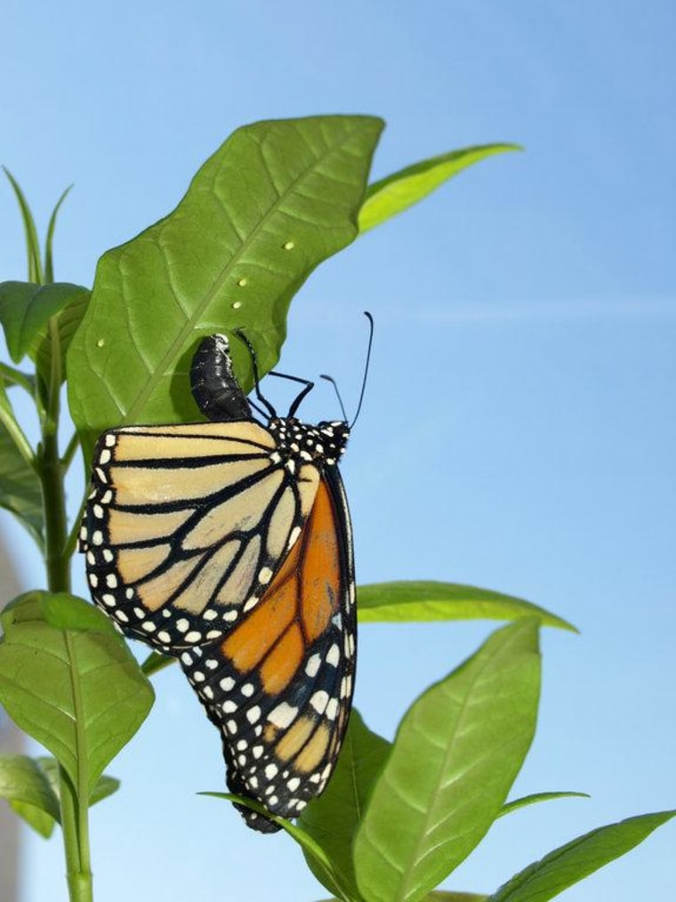 A female monarch butterfly lays her eggs on tropical milkweed.