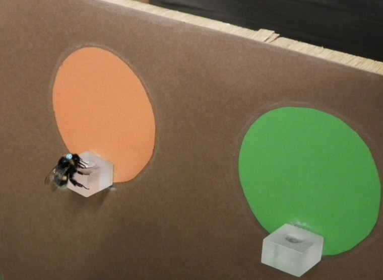 A bee forages at a brightly colored feeding platform during the experiments.