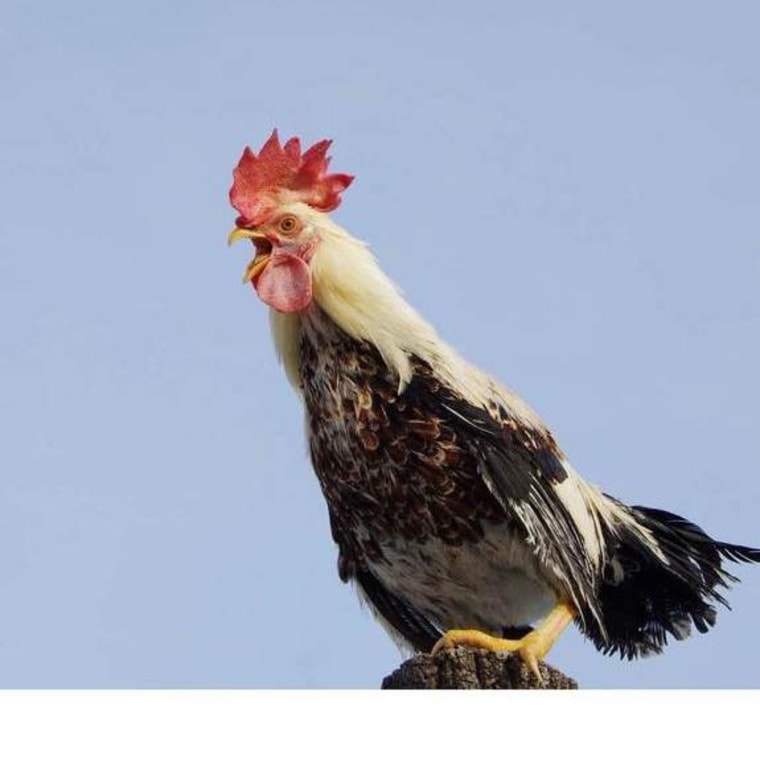 Roosters crow in the mornings because their internal clock tells them to, new research suggests.
