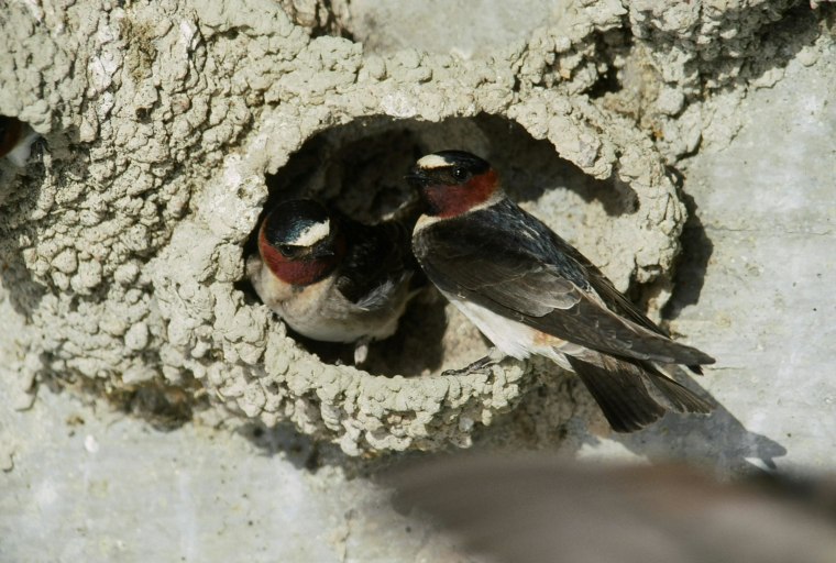 Cliff swallows that build their nests under bridges and overpasses in Nebraska have evolved shorter wings to avoid getting hit by cars, new research suggests.