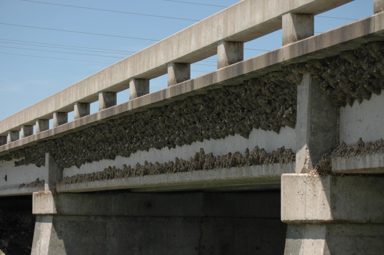 A massive colony of cliff swallows is shown here on an interstate highway bridge in Nebraska.
