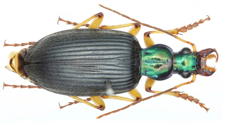 Chlaenius propeagilis is a new species of beetle from China, described in the journal Zookeys.