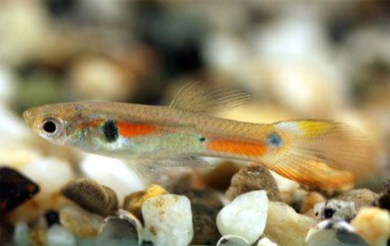 Guppies (Poecilia reticulata) are one of the few fish species to directly copulate during sex. Females of this species are promiscuous, and prefer flamboyant males with large spots of color on their bodies (shown here).