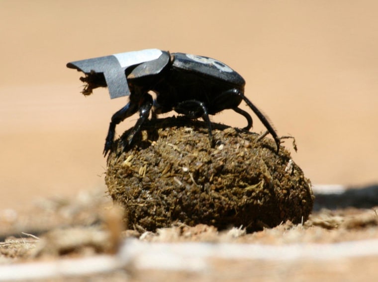 Dung beetles were fitted with tiny cardboard caps to see how well they could navigate when the night sky was blocked out. When they were wearing the caps, the bugs were more prone to go around in circles.