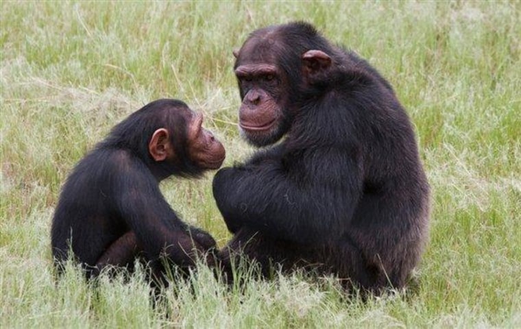 Chimpanzees sit in an enclosure at the Chimp Eden rehabilitation center, near Nelspruit, South Africa in this February 2011 photo.