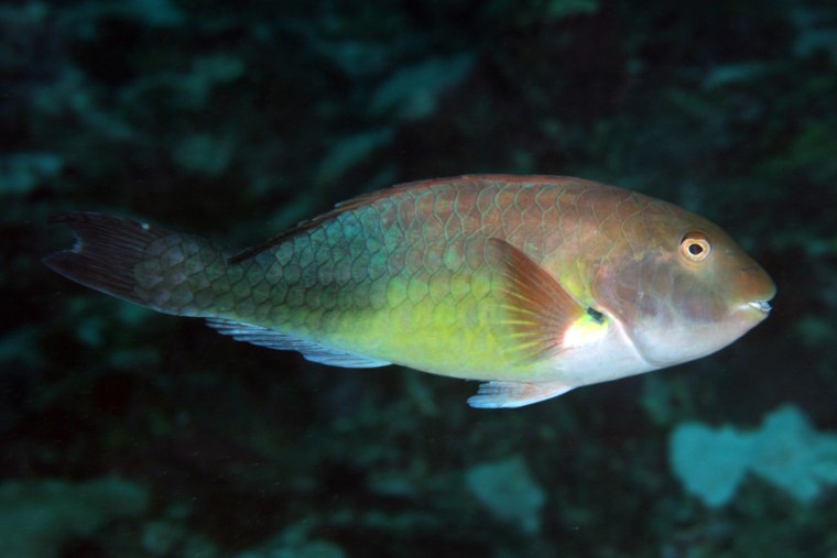 Sparisoma sp. is a new species of parrotfish from Sao Tome.